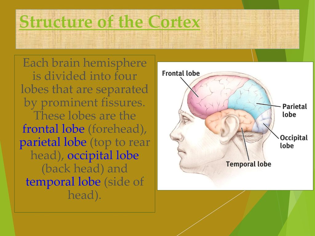 The Brain Module ppt download Biology Diagrams