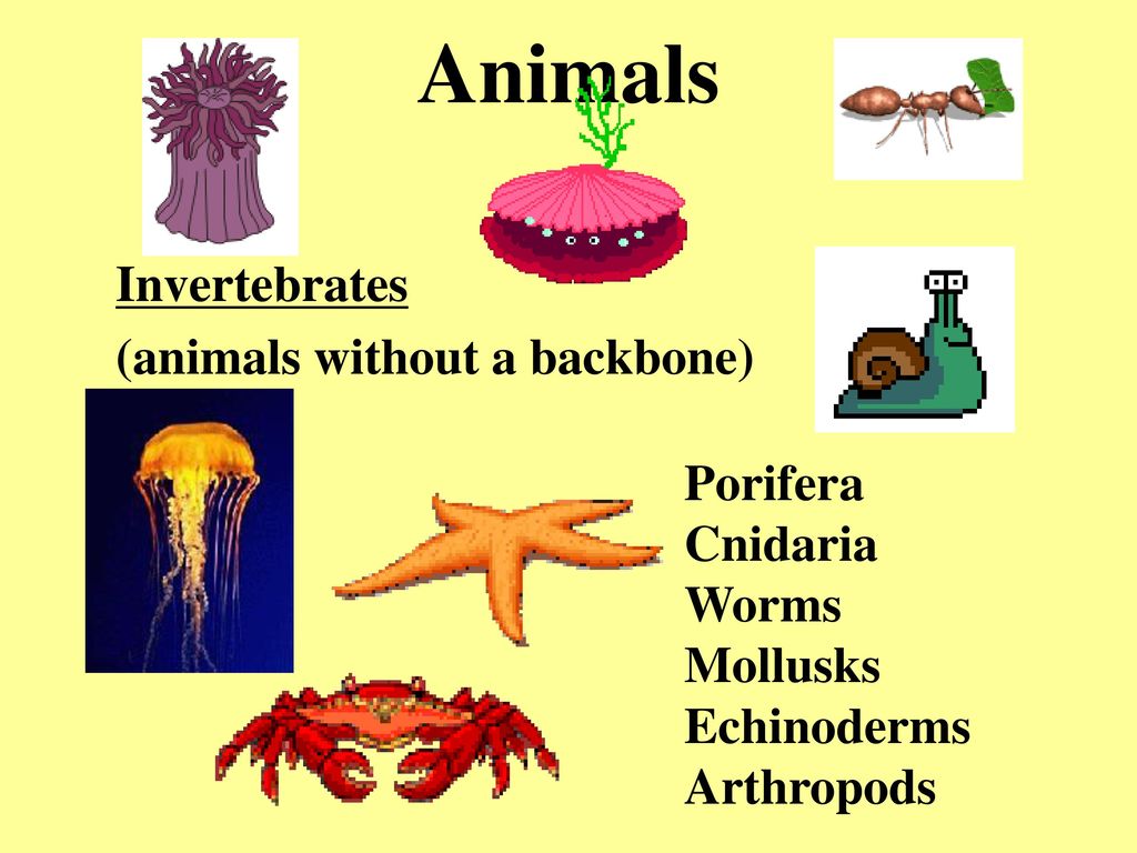 Chapter 8-9 Intro to Animals - ppt download