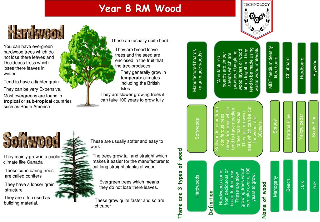 Softwood Year 8 Rm Wood There Are 3 Types Of Wood Name Of Wood Ppt Download