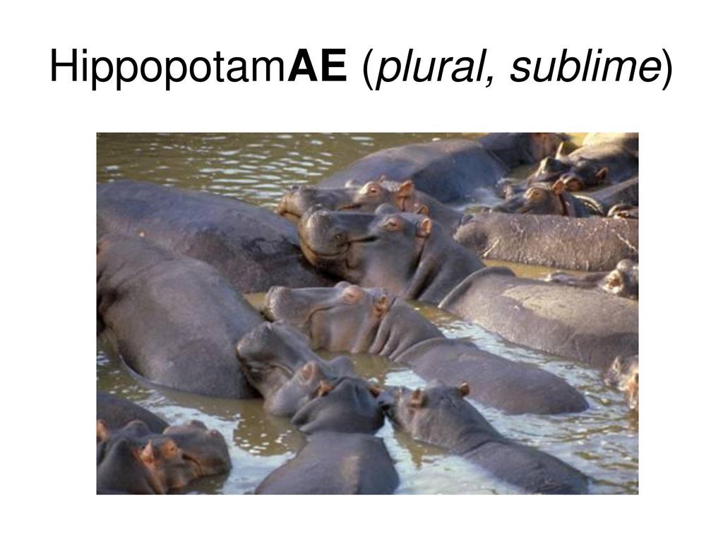 Analysis of pooling techniques (for hippos) - ppt download