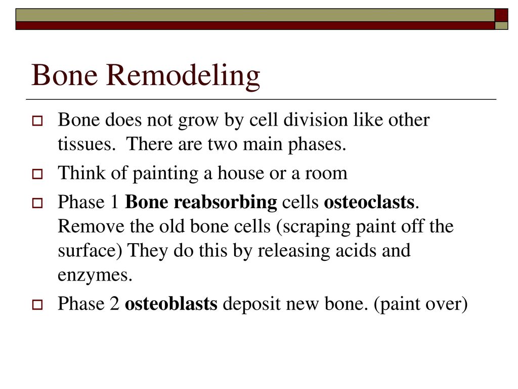 Bone Formation Remodeling Biology Diagrams