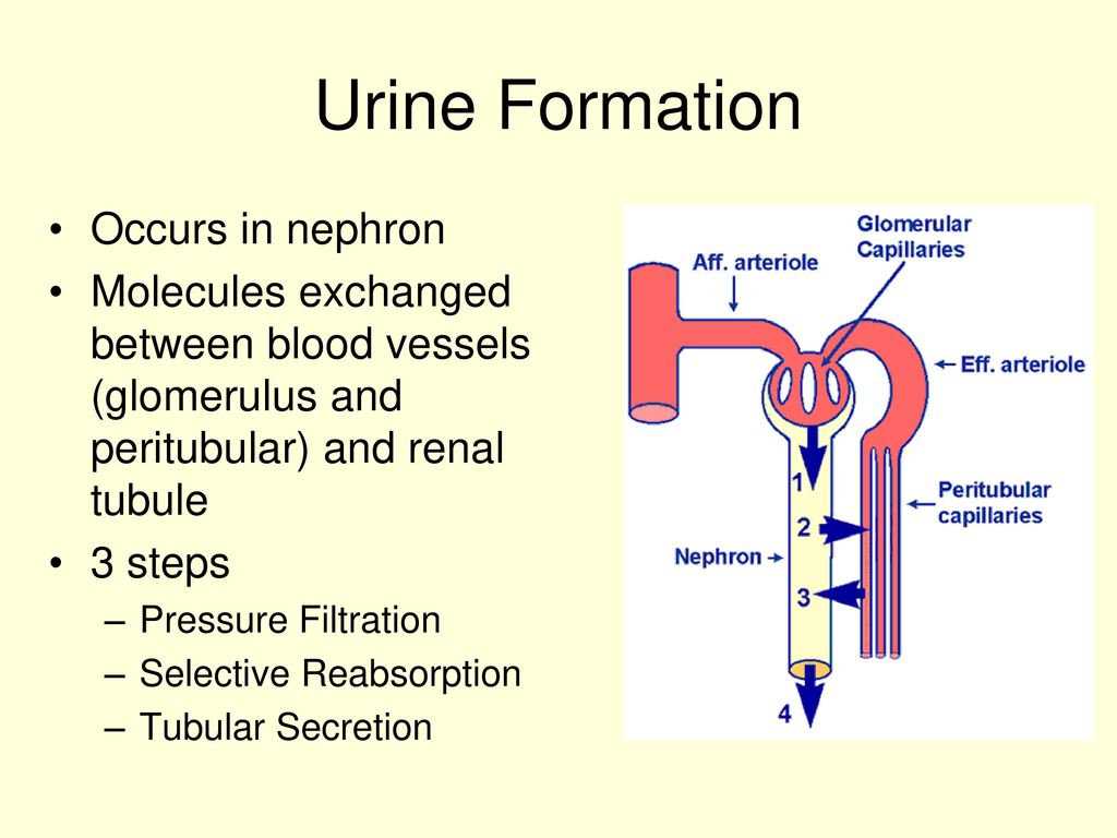 steps involved in urine formation