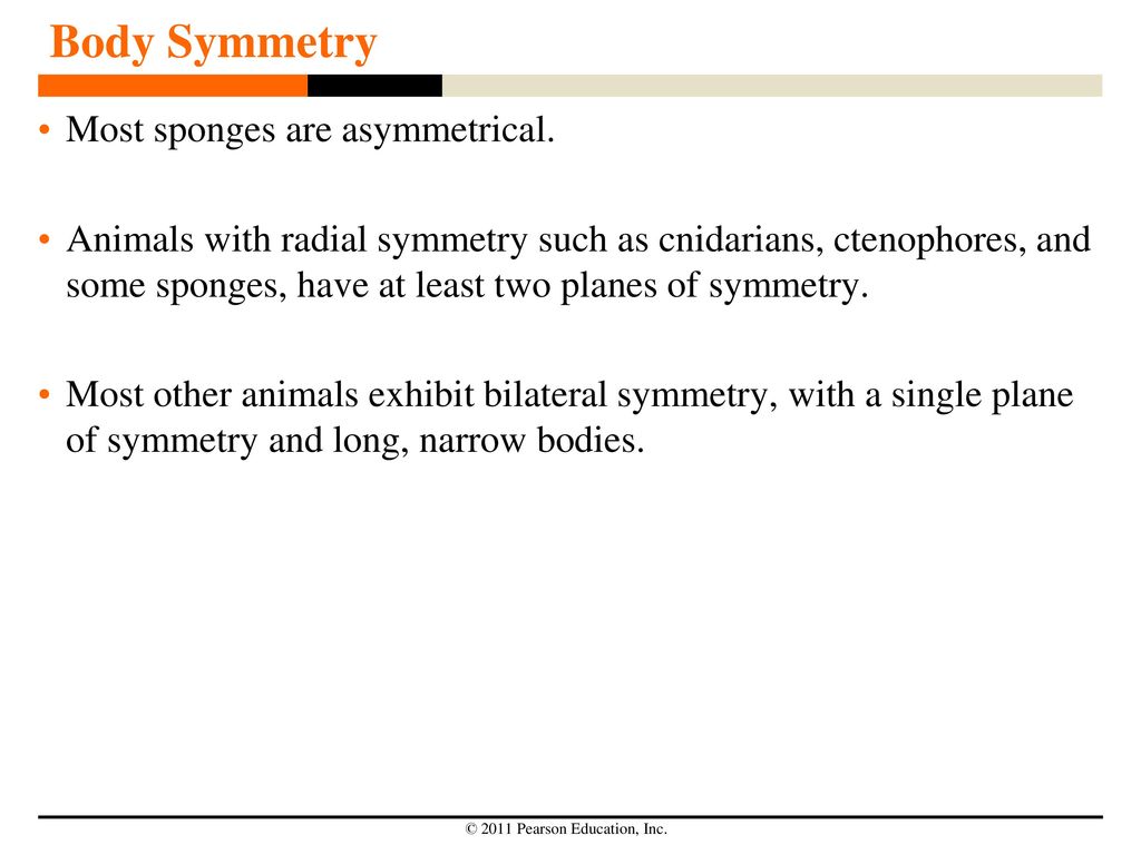 Introduction to Animals! ppt download