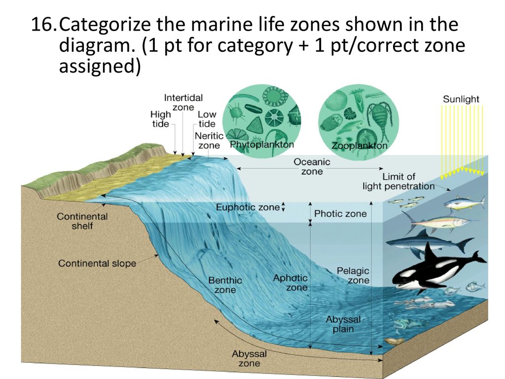 Zone definition. Abyssal Zone. Marine Zone. Абиссаль. Абиссаль океан.
