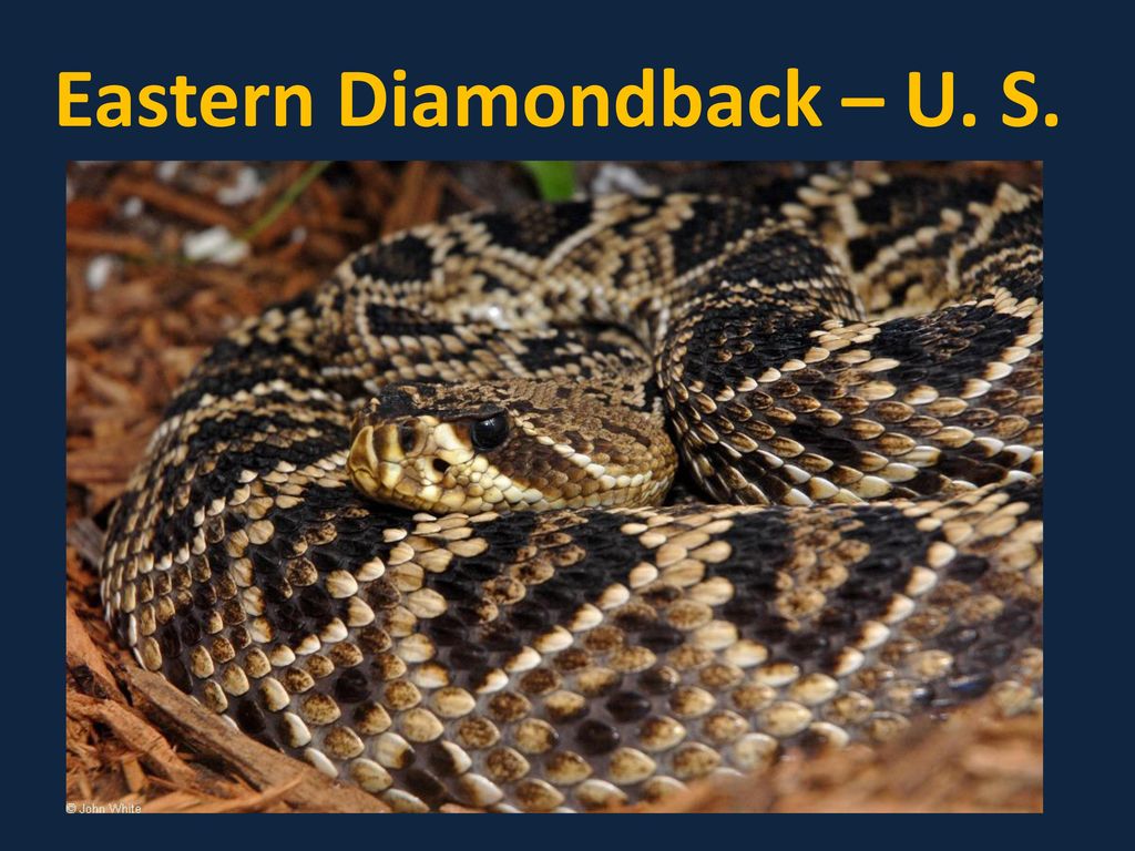 Гремучая змея относится к отряду. Crotalus adamanteus. Diamondback Rattlesnake. Восточная алмазная гремучая змея. Гремучник змея.