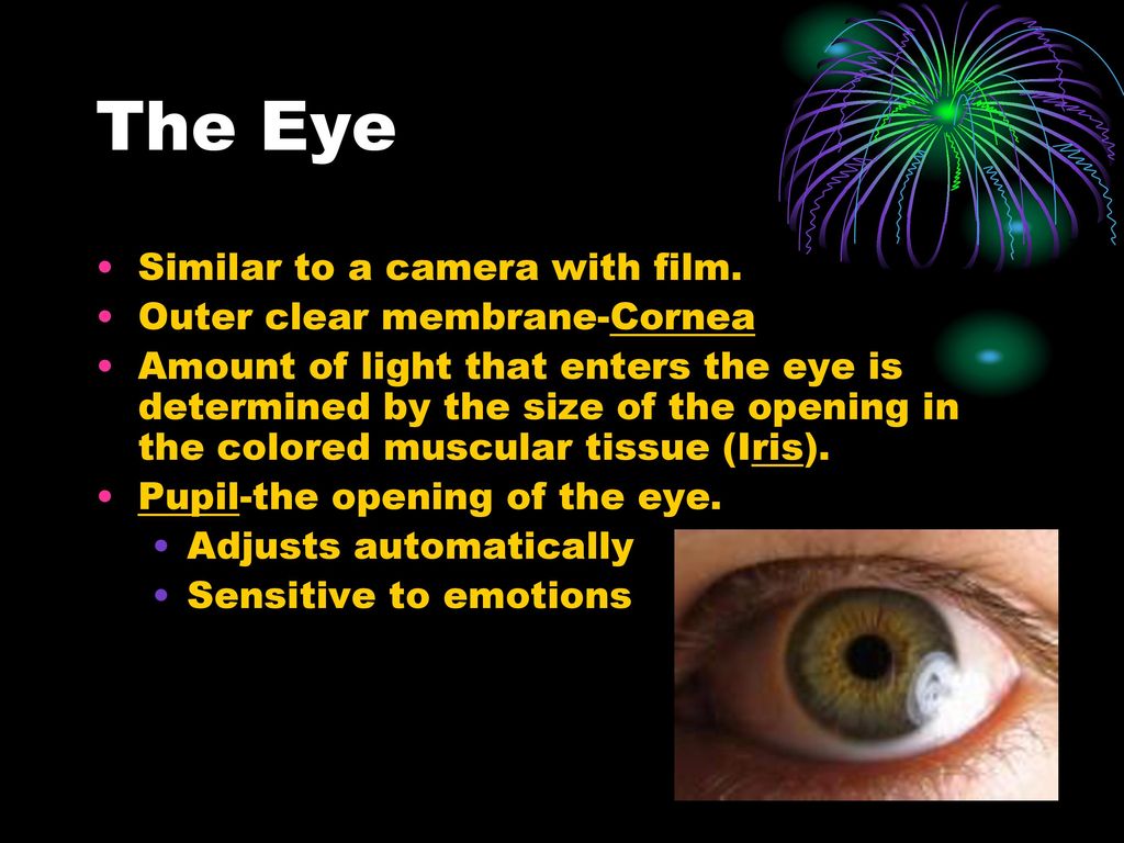 The Eye Similar to a camera with film. Outer clear membrane-Cornea