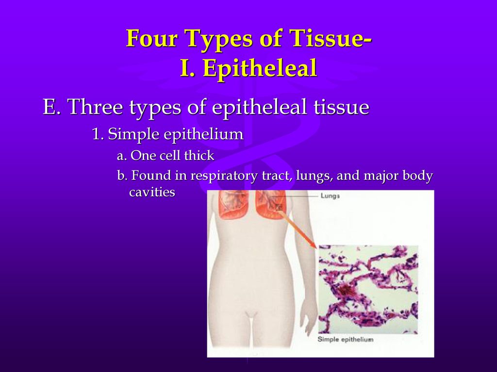 four types of tissue in the human body