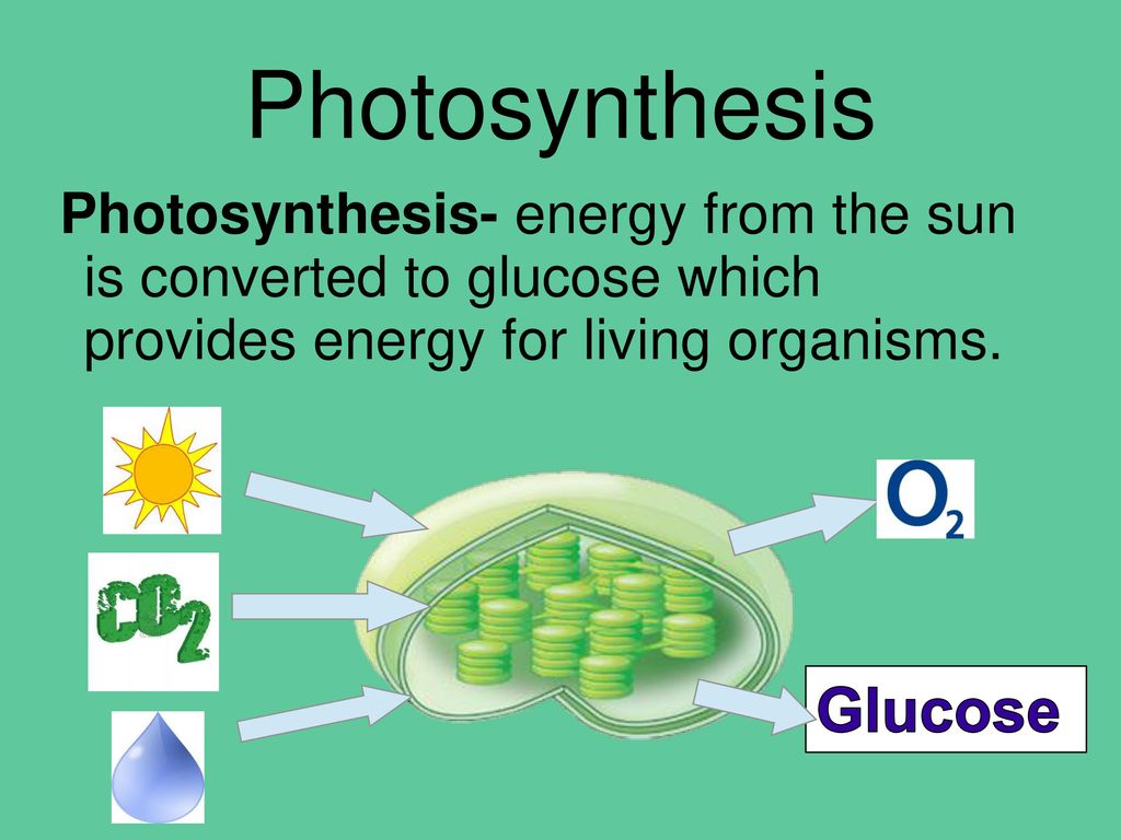 Photosynthesis Glucose