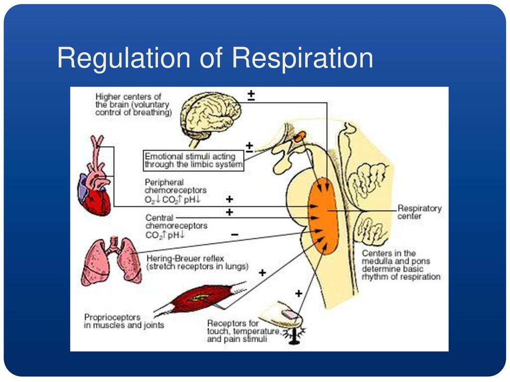 Chemical control. Regulation of respiration. Regulation of respiration Physiology. Breathing Regulation. Respiratory System functions.