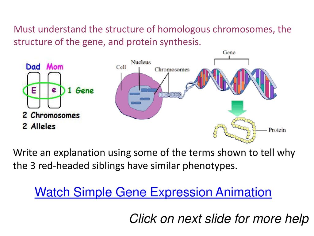 Introduction to Protein Synthesis - ppt download