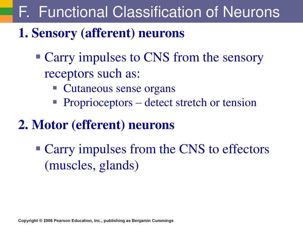 Part I - Nervous System Overview - ppt download