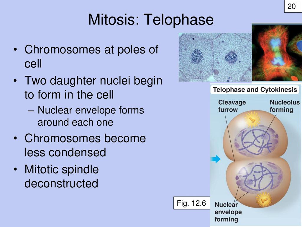 Cellular Reproduction, Part 1: Mitosis Lecture 10 Fall ppt download