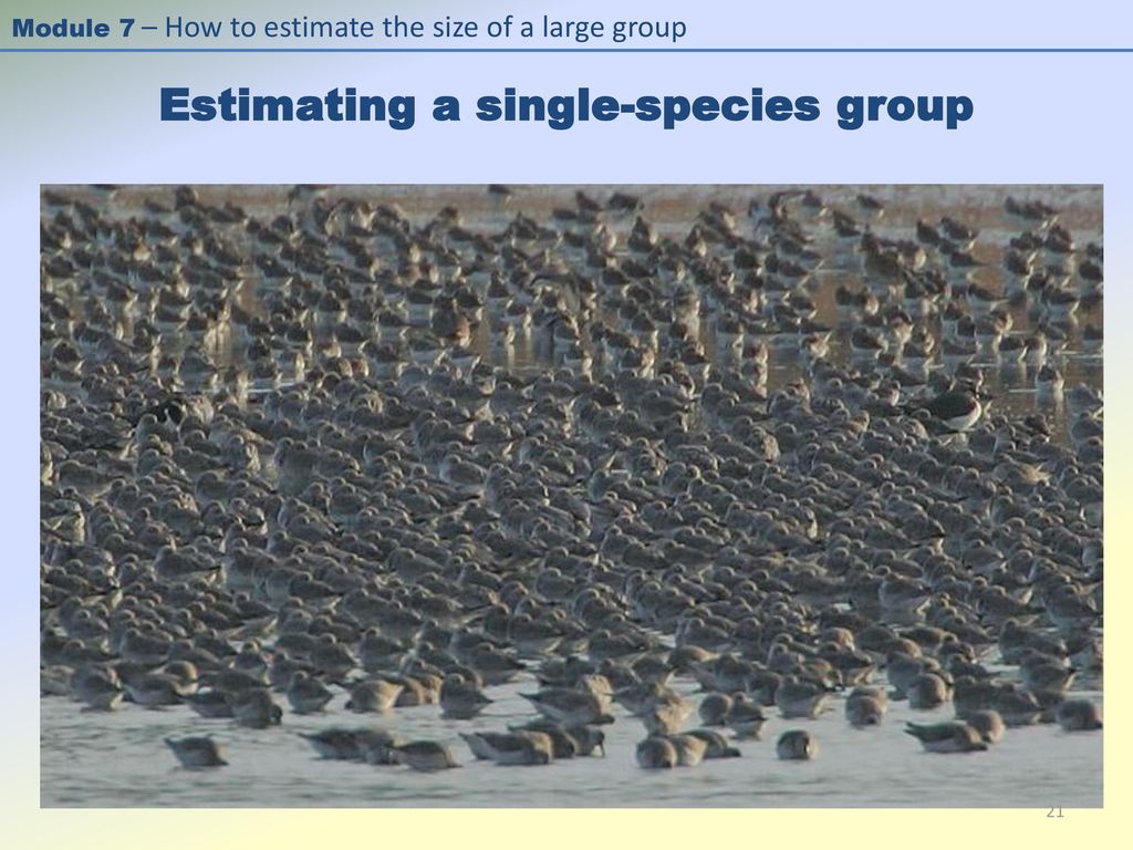 Estimating Flock Size