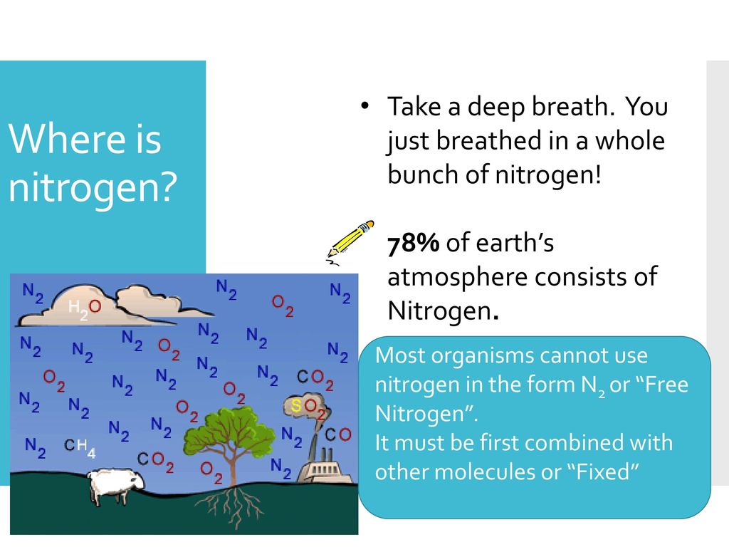 Take a deep breath. You just breathed in a whole bunch of nitrogen!
