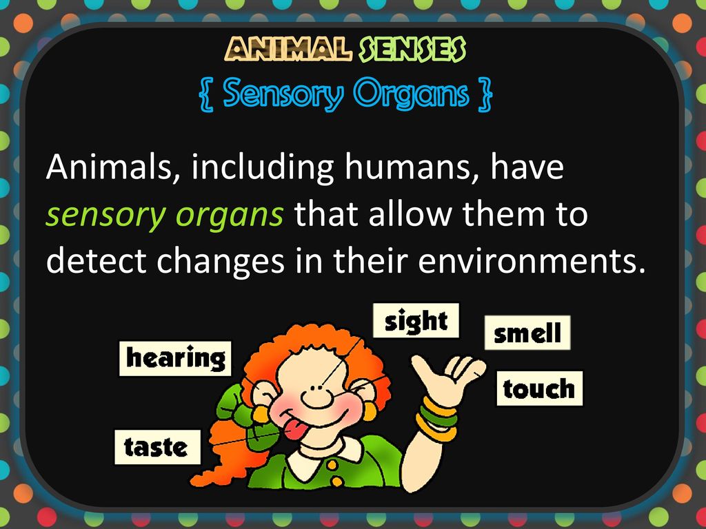 ANIMAL SENSES. - ppt download