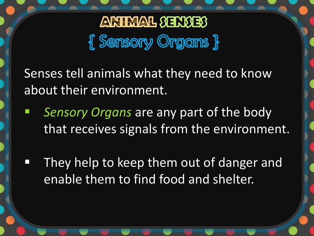 ANIMAL SENSES. - ppt download