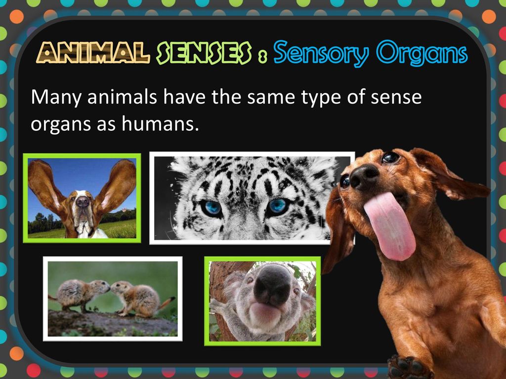 Top 89 + Super senses of animals ppt - Lifewithvernonhoward.com