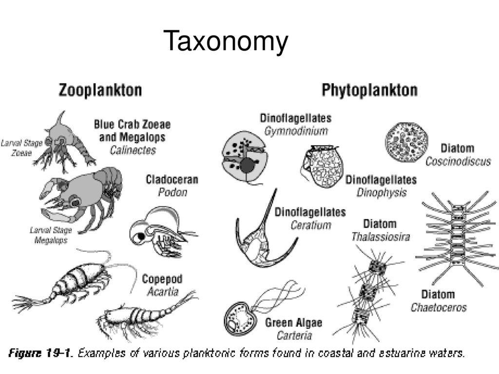 Фитопланктон группа. Планктон классификация. Зоопланктон и фитопланктон. Планктон систематика. Фито и зоопланктон.