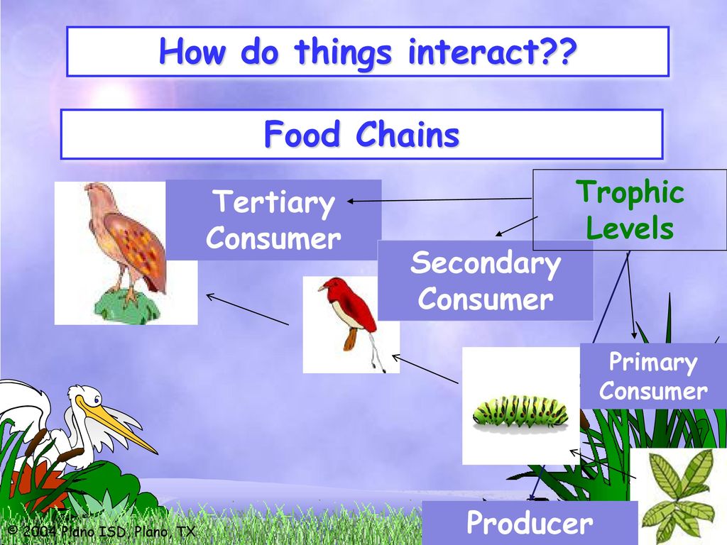 Introducing. Biology Diagrams
