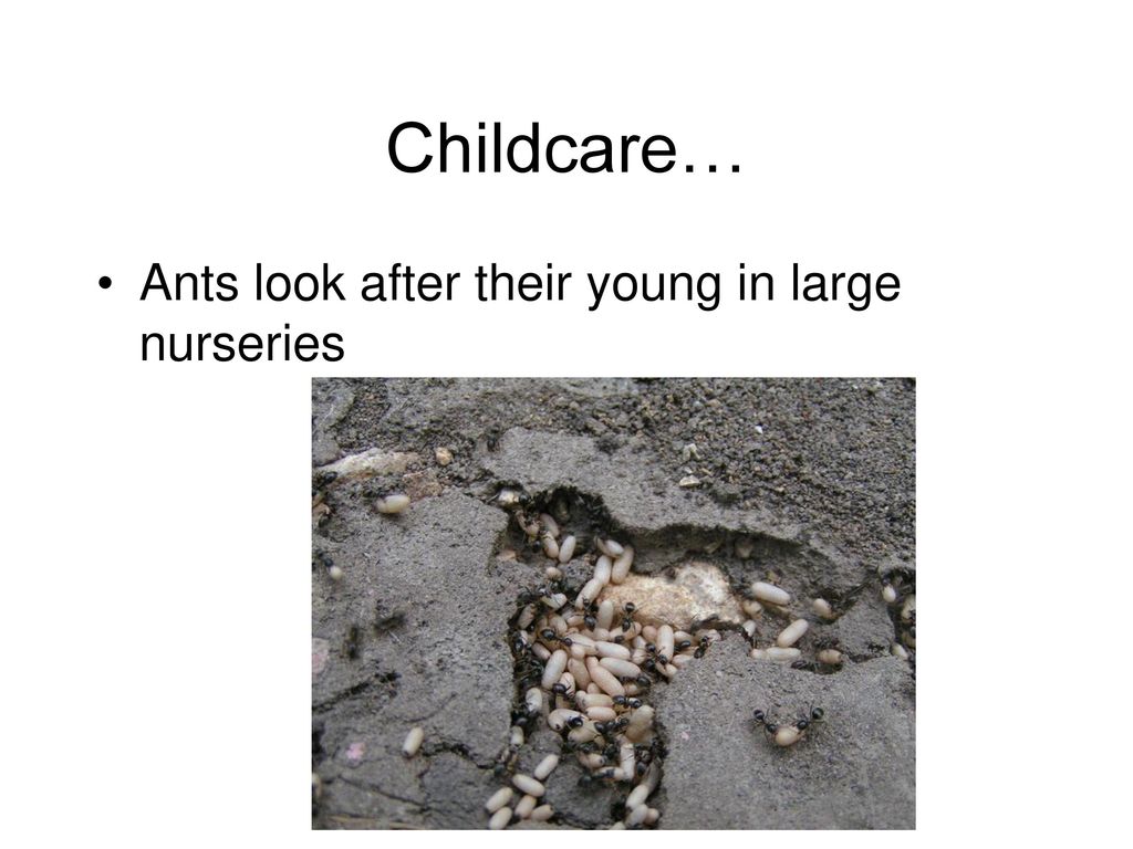 Childcare… Ants look after their young in large nurseries