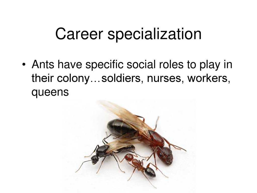 Career specialization