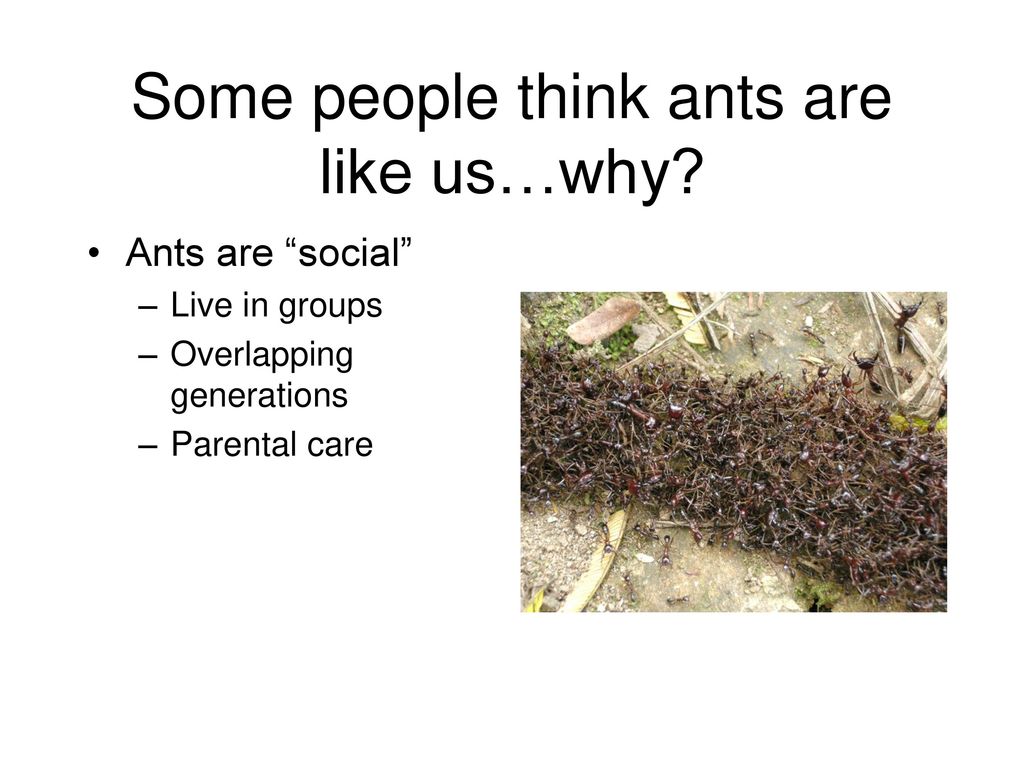 Some people think ants are like us…why