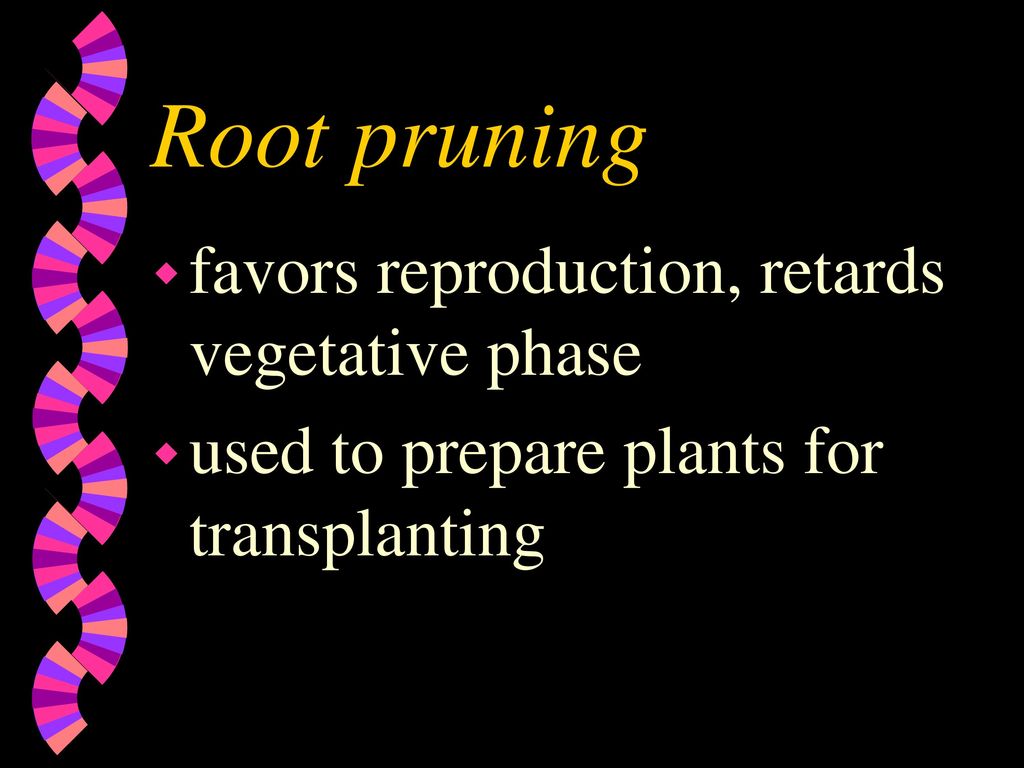 Root pruning favors reproduction, retards vegetative phase
