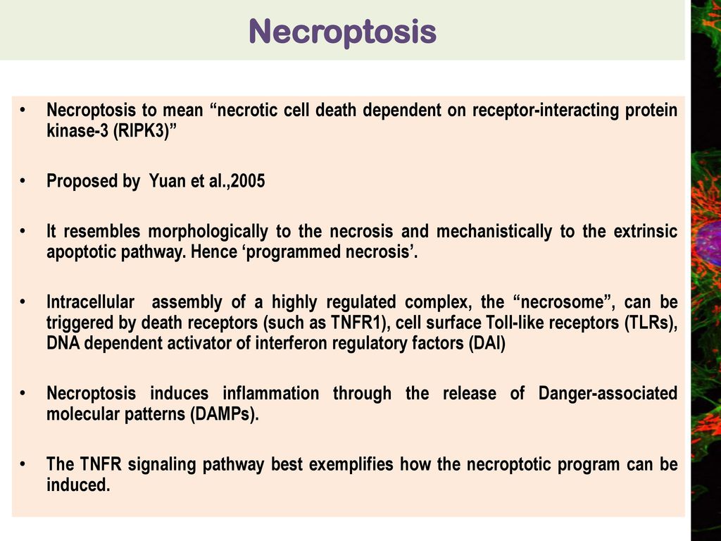 Die another way : Non apoptotic cell death mechanisms - ppt download