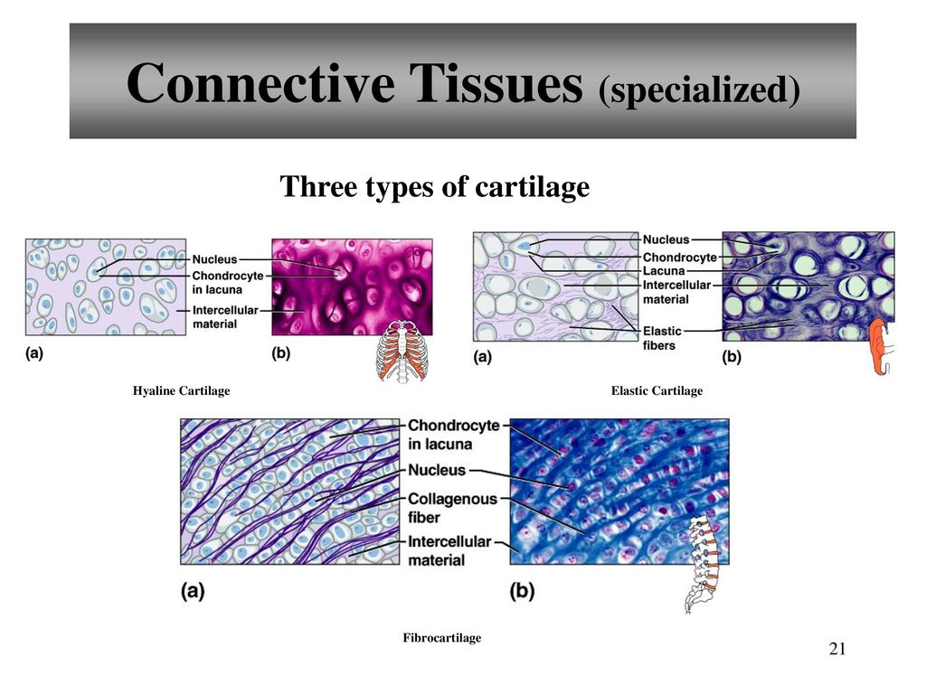 PowerPoint Lecture Outlines to accompany - ppt download