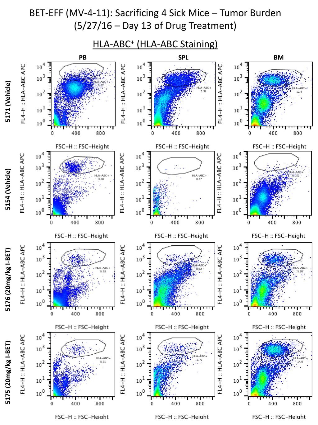 BET-EFF (MV-4-11): Sacrificing 4 Sick Mice – Tumor Burden