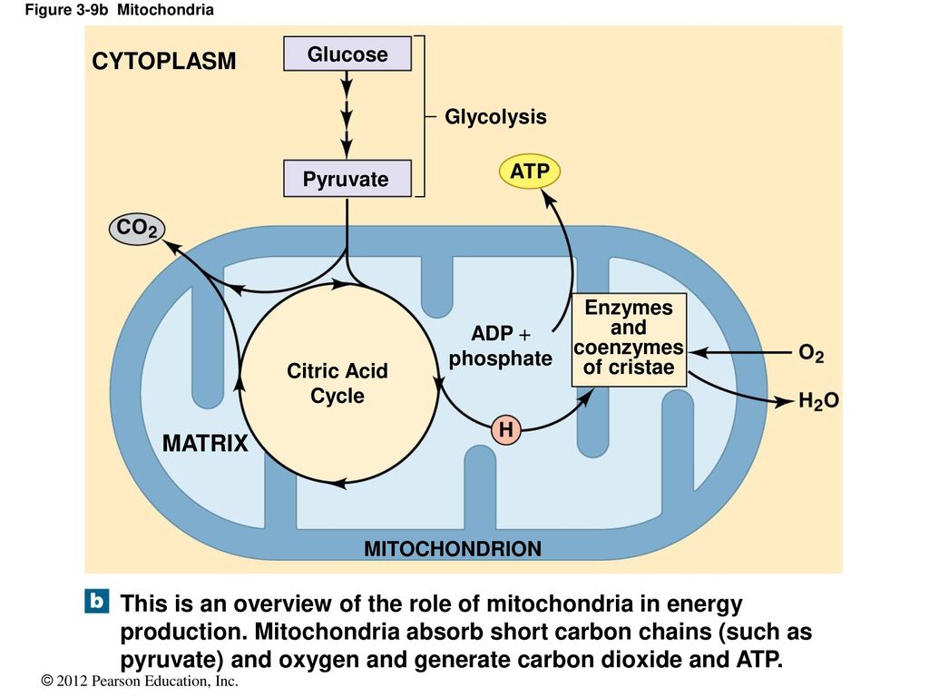 Митохондрия процесс клеточное дыхание. Гликолиз в митохондрии. Цикл в митохондриях. Цикл Кребса в митохондриях. Митохондрия цикл Кребса ЕГЭ.