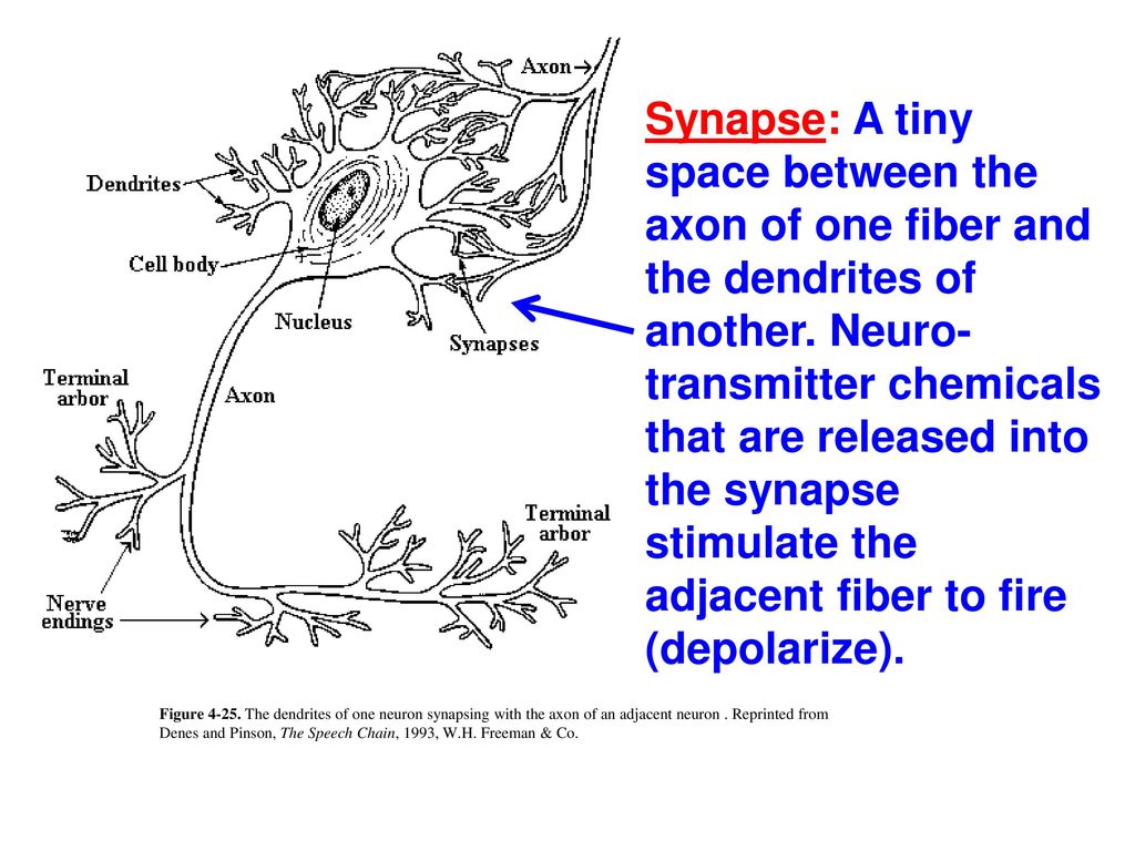 Dendrites cell body myelin axon. Biology Diagrams