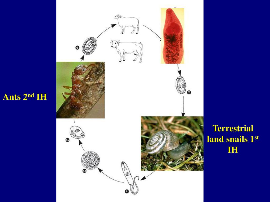 Какой цифрой на рисунке промежуточный хозяин. Dicrocoelium lanceatum жизненный цикл. Dicrocoelium dendriticum жизненный цикл. Dicrocoelium lanceatum промежуточный хозяин. Ланцетовидный сосальщик (Dicrocoelium lanceatum).