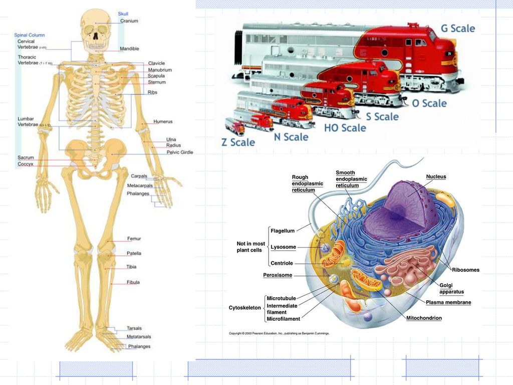 Scientific drawings need to be accurate for us to learn properly