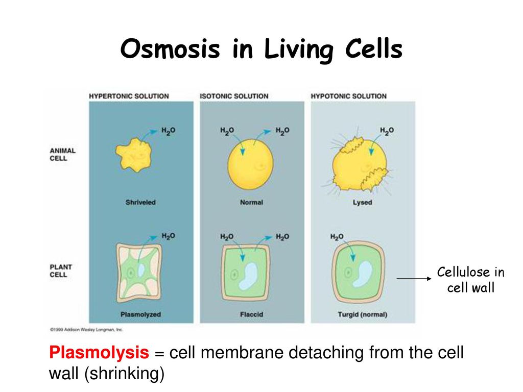 Осмос в клеточной мембране. Osmosis in Cell. Osmosis Plant Cell. Осмос в мембране клетки.