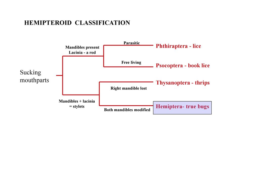 HEMIPTERA True bugs. - ppt download