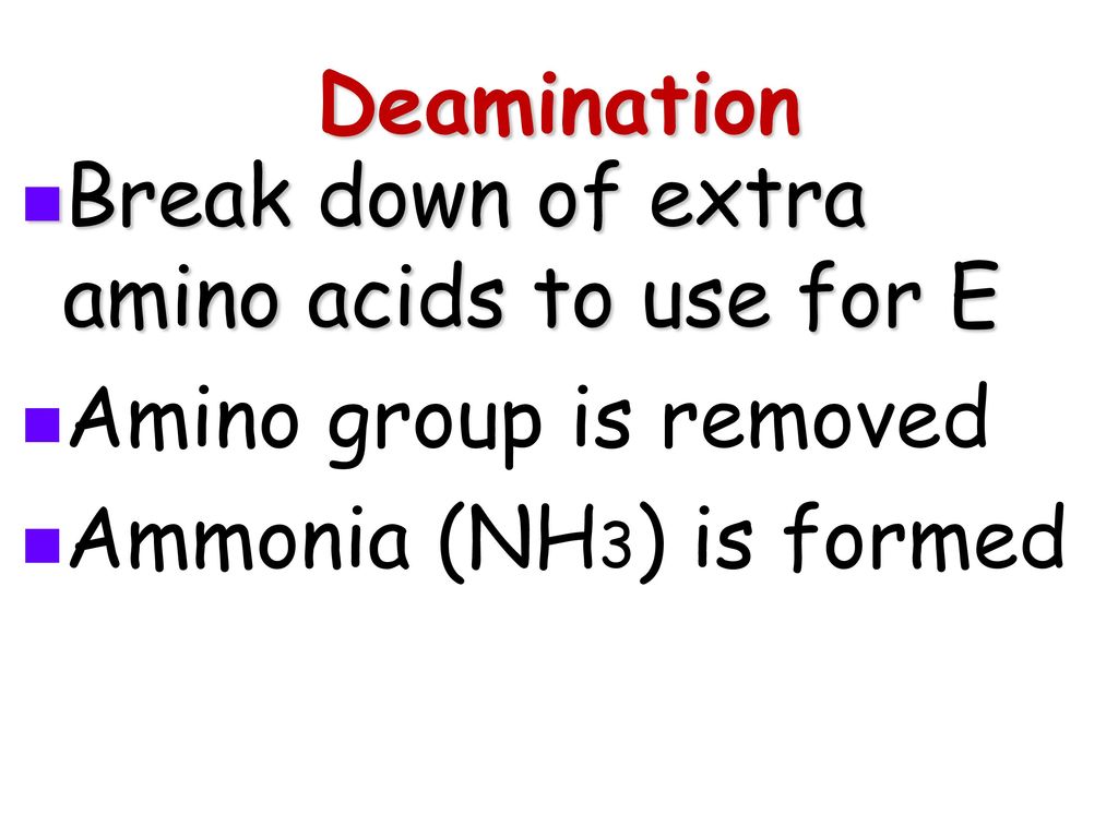 Regulation of the Internal Environment ppt download