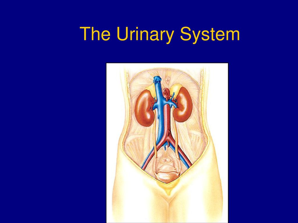 the-urinary-system-ppt-download