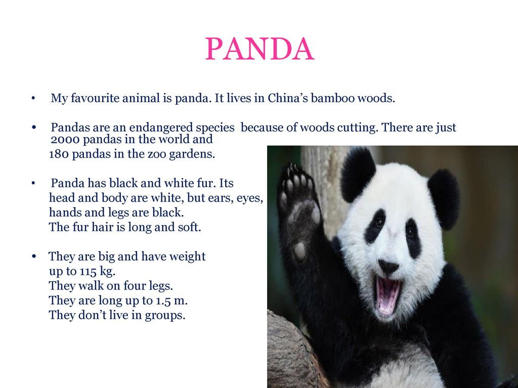 MY FAVOURITE ANIMAL. - ppt download