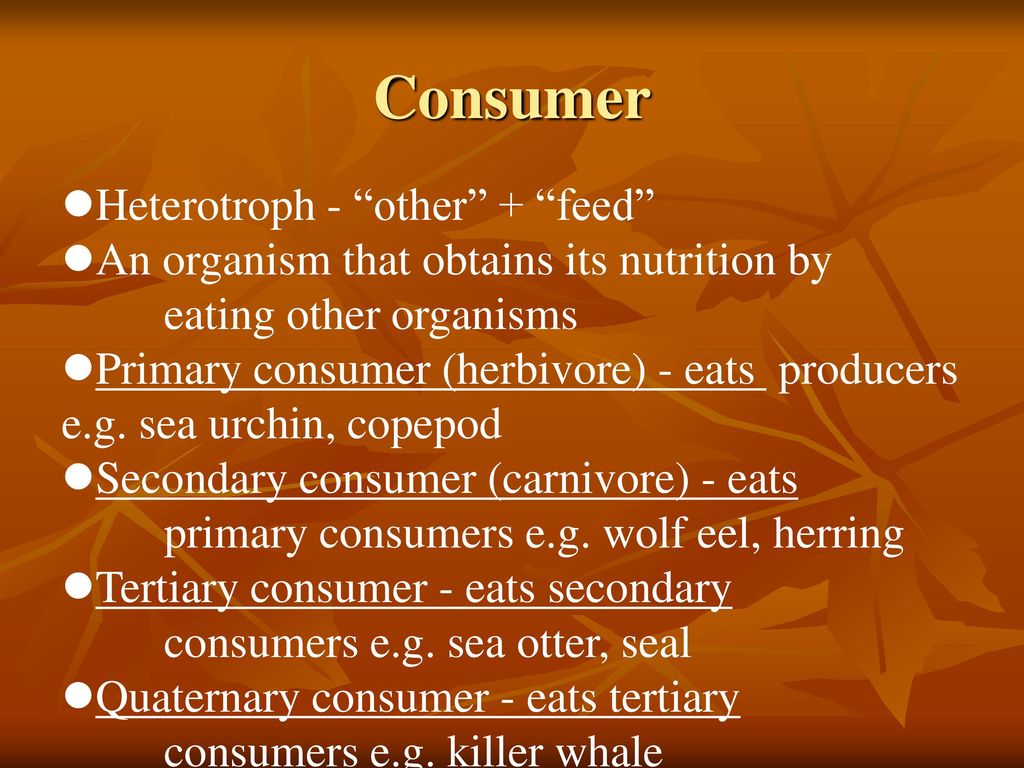 The Ecosystem An Introduction. - ppt download