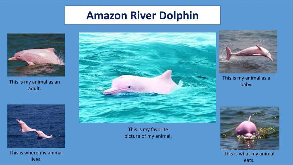 Amazon River Dolphin Description Diet Ppt Download Amazon River Dolphin Description Diet Ppt Download