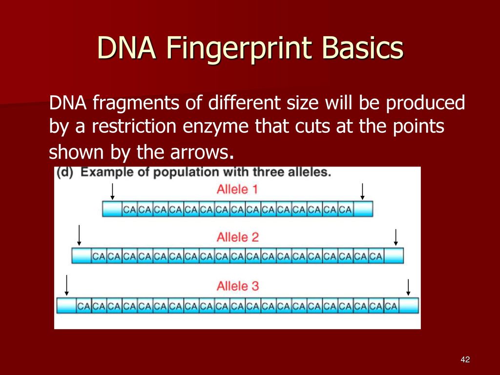 CS273A Lecture 12: repetitive elements II - ppt download