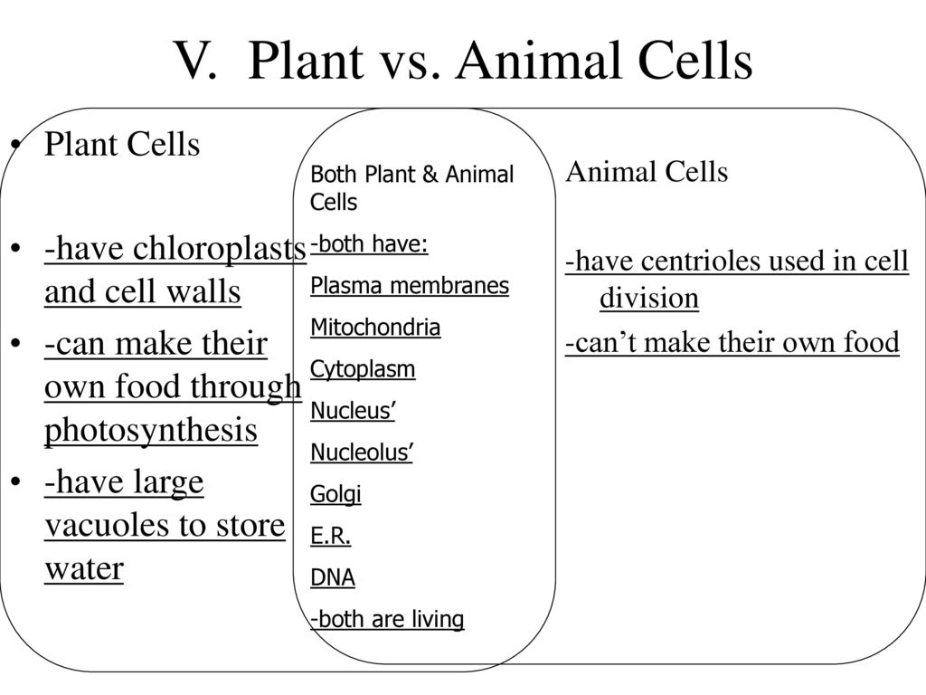 Objectives: Differentiate between animal and plant cells - ppt download