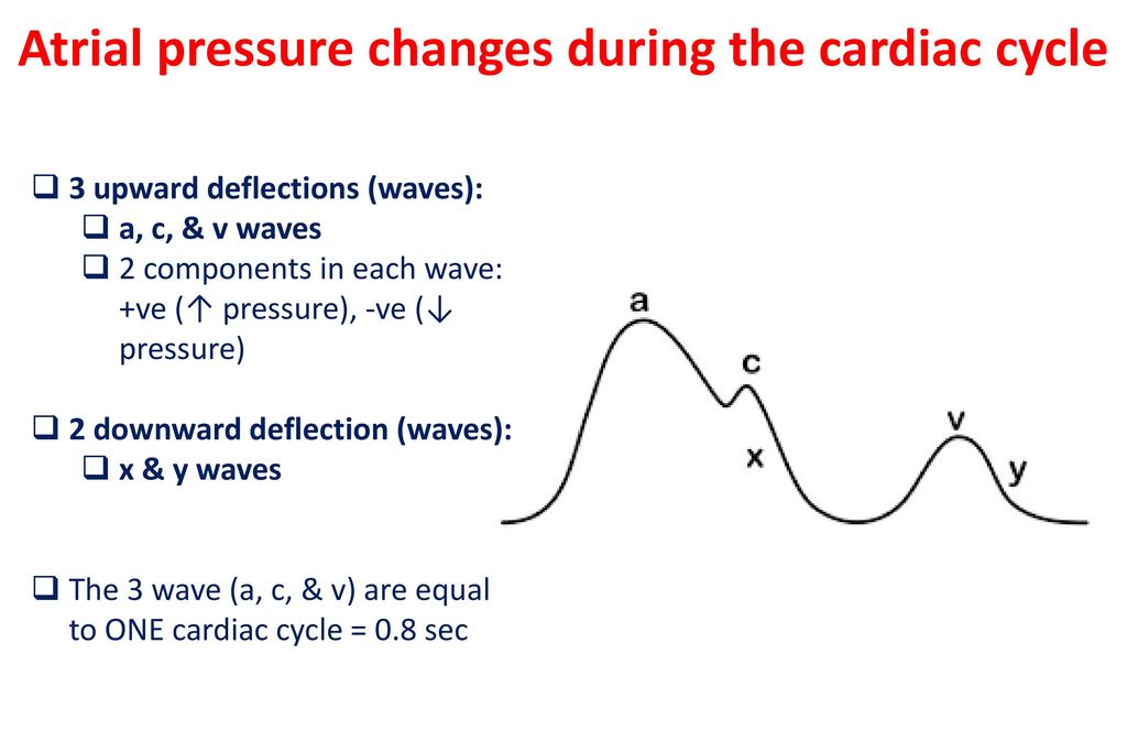 cardiac cycle a wave)