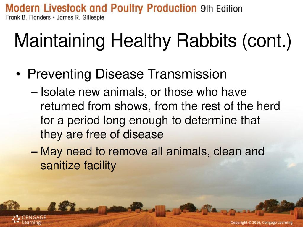 Maintaining Healthy Rabbits (cont.)