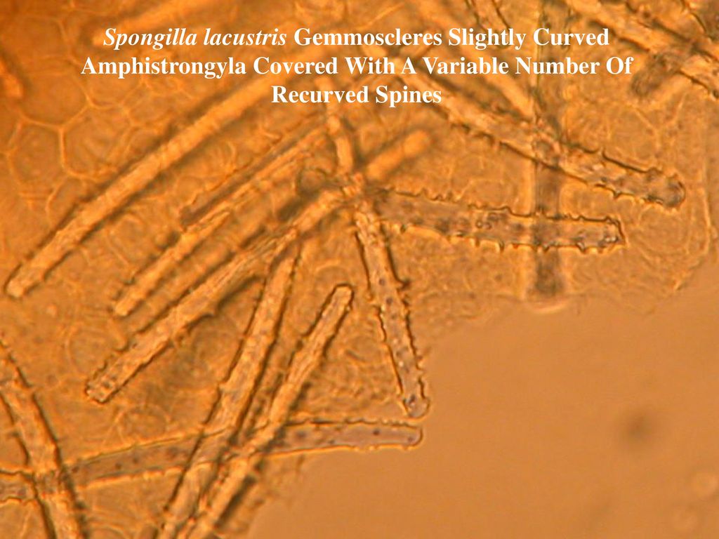 Phylum Porifera: Sponges - ppt download