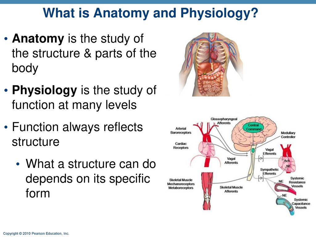 What is Anatomy and Physiology.