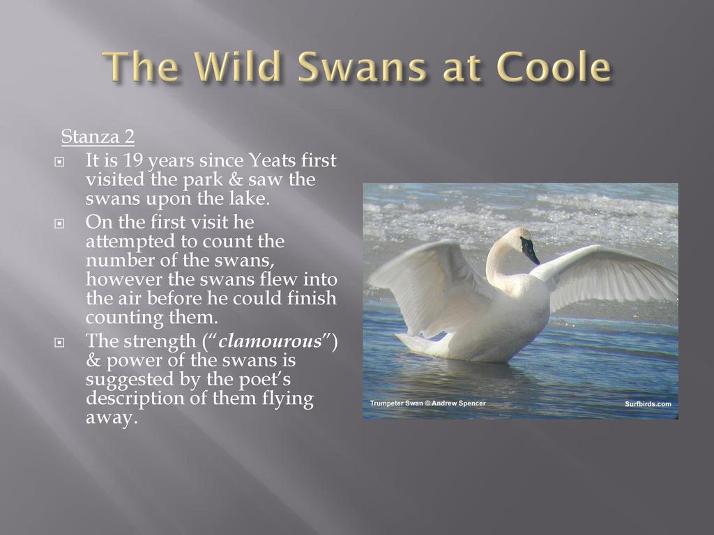 yeats the wild swans at coole analysis