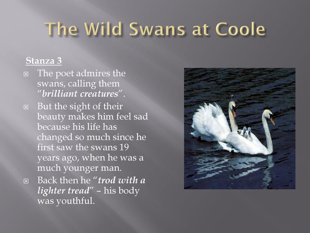 the wild swans at coole literary devices
