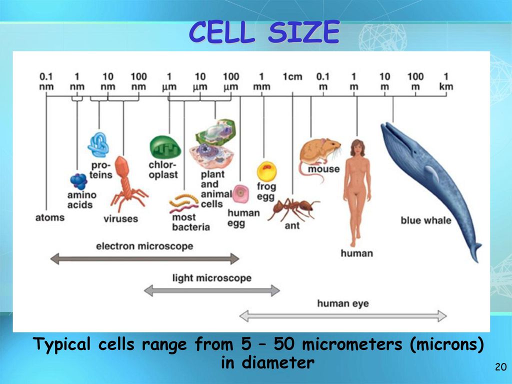 Максимальный размер клетки. Размер клетки человека. Размер человеческой клетки. Толщина клетки. Размеры клеток человека таблица.
